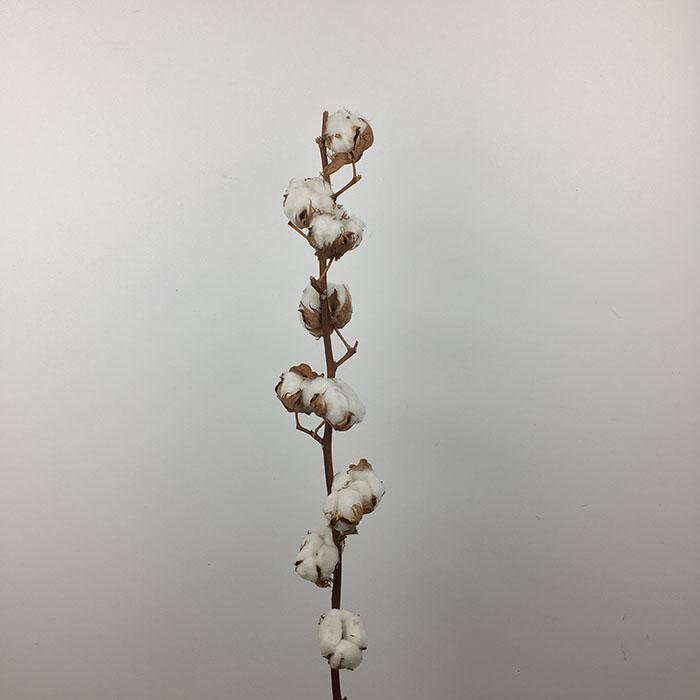 Cotton Head Stem